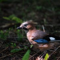 Молодая сойка. :: Владимир Безбородов Молодая сойка. :: Владимир Безбородов
