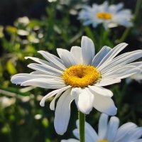 Ромашка и паучок :: Валентина Богатко Ромашка и паучок :: Валентина Богатко