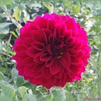 Немного о георгинах... :: Андрей Заломленков Немного о георгинах... :: Андрей Заломленков