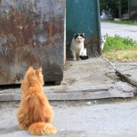 Рыжий,Бывалый и Трус. :: Геннадий Валеев