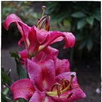 цветок :: ставил цветок :: ставил