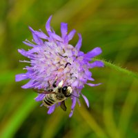 ** :: Александр Зуев