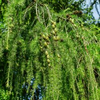 Лето :: Ирина Соловьёва