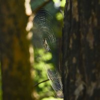 Паутинка :: Геннадий Супрун Паутинка :: Геннадий Супрун