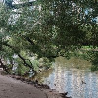 Дождливый парк :: ura Зелев