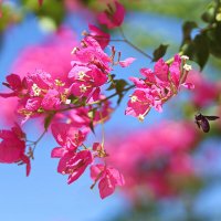 На лету. :: Оля Богданович На лету. :: Оля Богданович