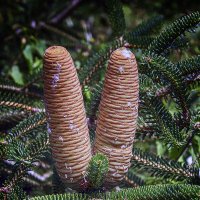 Пихта нумидийская :: Андроник Александр 