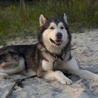 Ярик. :: leff Postnov