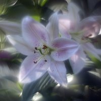 Лилия.... :: Ольга Cоломатина