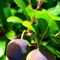 Спеет слива :: светлана льдокова