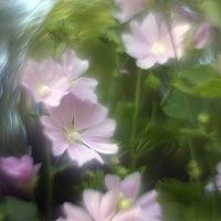 Мальва :: Ольга Cоломатина