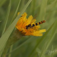 *** :: Елена Kазак (selena1965)