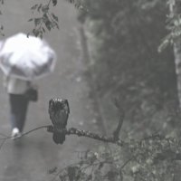 *** :: Сергей Сергеев *** :: Сергей Сергеев