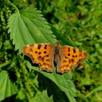 из сегодняшней съемки 1 :: Александр Прокудин
