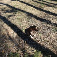 Про кошку, которая грелась на весеннем солнышке, а потом пришла со мной познакомиться :: Наталья Герасимова