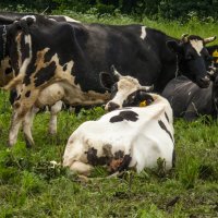 Модель была не довольна... :: Наталья Rosenwasser