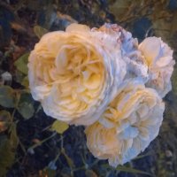 Розы :: Сапсан 