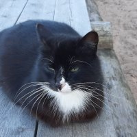 Про кошку, которая... :: Наталья Герасимова Про кошку, которая... :: Наталья Герасимова