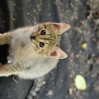 коте :: Константин Сафронов