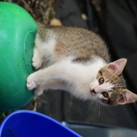 котэ :: Константин Сафронов