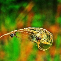 Июнь..Паук и паучиха на стебле сухой травы! :: Владимир 