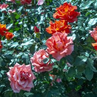 Розы :: Анатолий Чикчирный