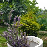 ЛАВАНДА :: Tata Wolf ЛАВАНДА :: Tata Wolf