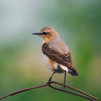 каменка :: Виталий Емельянов