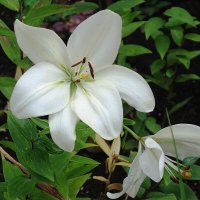 Лилия :: Рита Симонова