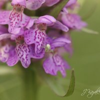 *** :: Елена Kазак (selena1965) *** :: Елена Kазак (selena1965)