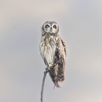 сова болотная. :: юрий макаров