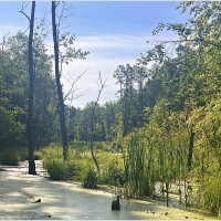 Лесное болото. :: Валерия Комова