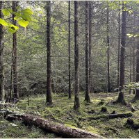 В летнем лесу. :: Валерия Комова