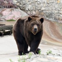 Московский Зоопарк. Бурый медведь Гром. :: Наташа *****