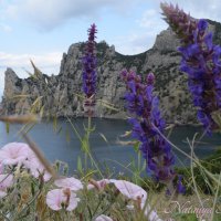 Природа Крыма :: Amazing Cosmea