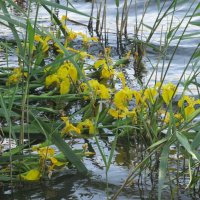 Ах, июнь ! :: Елена Шаламова