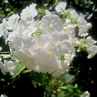 Флоксы :: Елена Семигина Флоксы :: Елена Семигина