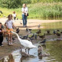 Как подружиться с лебедем. :: Владимир Безбородов