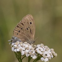На цветке :: Андрей Пристяжнюк На цветке :: Андрей Пристяжнюк