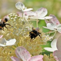 В тесноте, да не в обиде (столпотворение на гортензии) :: Светлана 