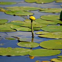 Речная симфония :: Татьяна Лютаева