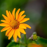 Гелиопсис подсолнечниковидный :: Светлана SvetNika17