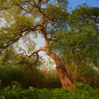 Один вечер лета. :: Сергей .