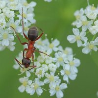 *** :: Владилен Панченко