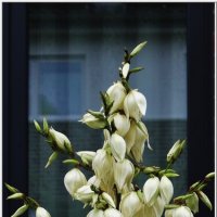 ОКНО-этюд... :: Elvira E. ОКНО-этюд... :: Elvira E.