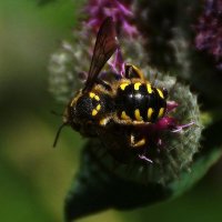 Ху ??? :: kolyeretka Ху ??? :: kolyeretka