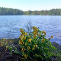 Лето озеро :: Тамара Вебер