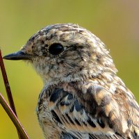 * :: Александр Зуев