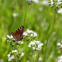 Павлиний глаз :: Ольга 
