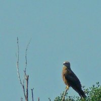 черный коршун :: gawrilа - dan